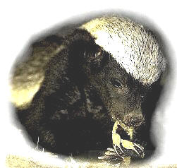 A Ratel (honey badger)